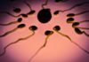 Ovulation
