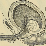 Magic of Ayurveda to Cure Prostate Issues in Men – Home Remedy Prostate problem ayurvedic solution