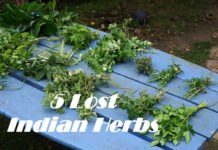 Herbs India Antique