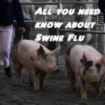 swin flu all u need to know