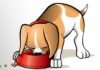 Dog Diet Guide - Nutrient Food
