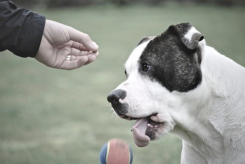 Dog Playing with Ball - Men's Best Friend
