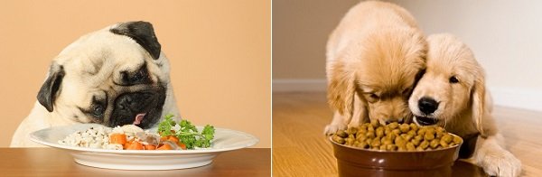 Paleo Diet Dog Food Nutrient