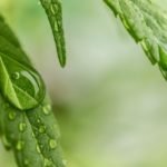 Cannabis Oil – The New Wonder Remedy?!