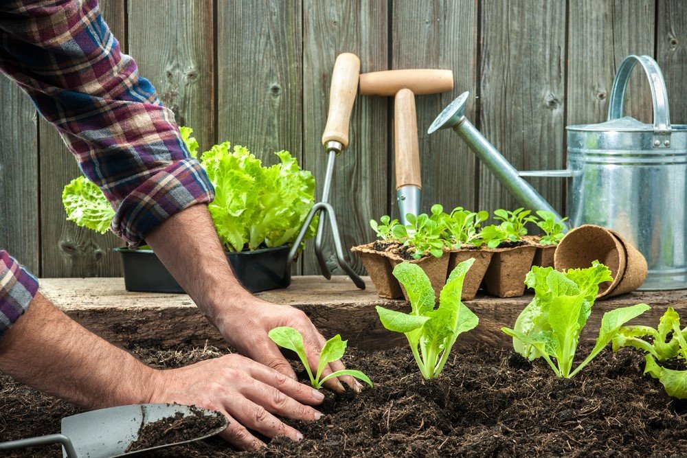 Growing your own vegetables