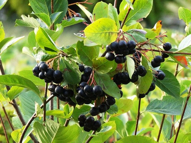 Aronia - Cancer Kicking Berry