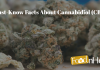 Cannabidiol (CBD)