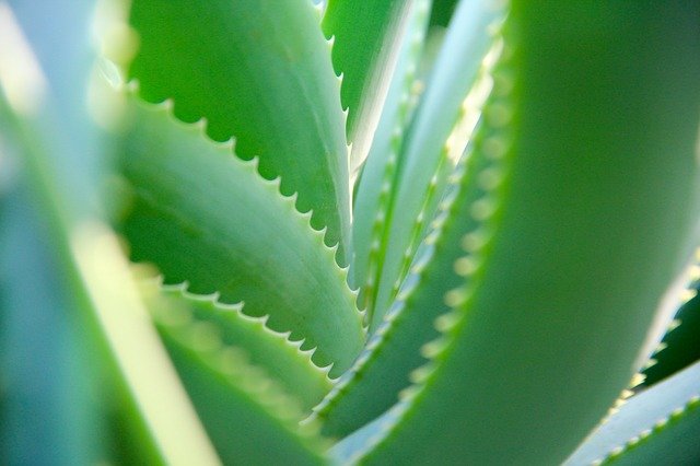 Treat diabetes with Aloe Vera