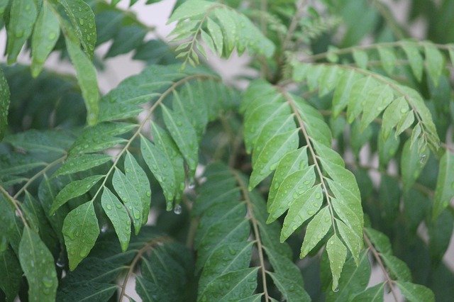 Treat diabetes with Curry leaves