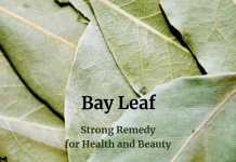 Bay Leaf – Strong Remedy for Health and Beauty Bay Leaf - Strong Remedy for Health and Beauty
