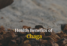 Chaga mushrooms’ healing properties