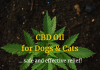 CBD for Dogs & Cats: Hemp Oil Use