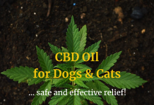 CBD for Dogs & Cats: Hemp Oil Use