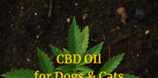CBD for Dogs & Cats: Hemp Oil Use