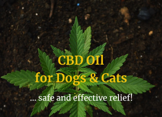 CBD for Dogs & Cats: Hemp Oil Use