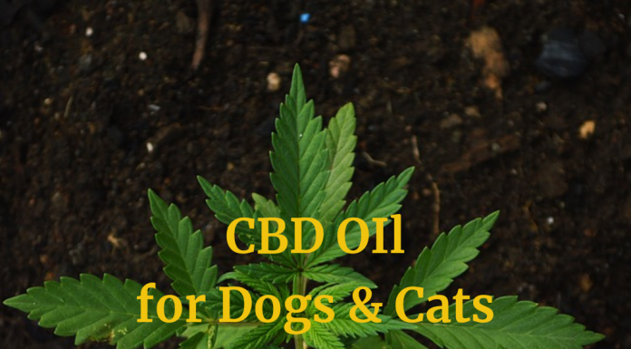 CBD for Dogs & Cats: Hemp Oil Use