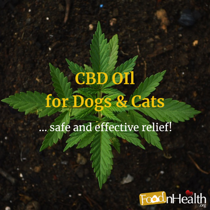 CBD for Dogs & Cats: Hemp Oil Use