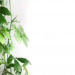 Jiaogulan Gynostemma Pentaphyllum