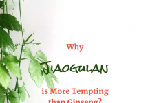 The Health Benefits of Wildcrafted Jiaogulan