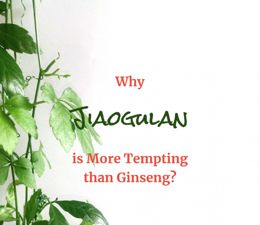 The Health Benefits of Wildcrafted Jiaogulan