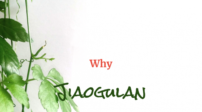Why Jiaogulan is More Tempting than Ginseng? The Health Benefits of Wildcrafted Jiaogulan