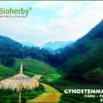 organic_gynostemma_jiaogulan_tea_bioherby_united-states_english_webshop