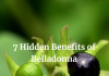 7 Hidden Benefits of Belladonna Belladonna: Uses, Side Effects, Interactions, Dosage, and Warning