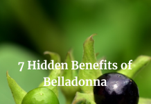 7 Hidden Benefits of Belladonna Belladonna: Uses, Side Effects, Interactions, Dosage, and Warning