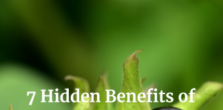 Belladonna: Uses, Side Effects, Interactions, Dosage, and Warning