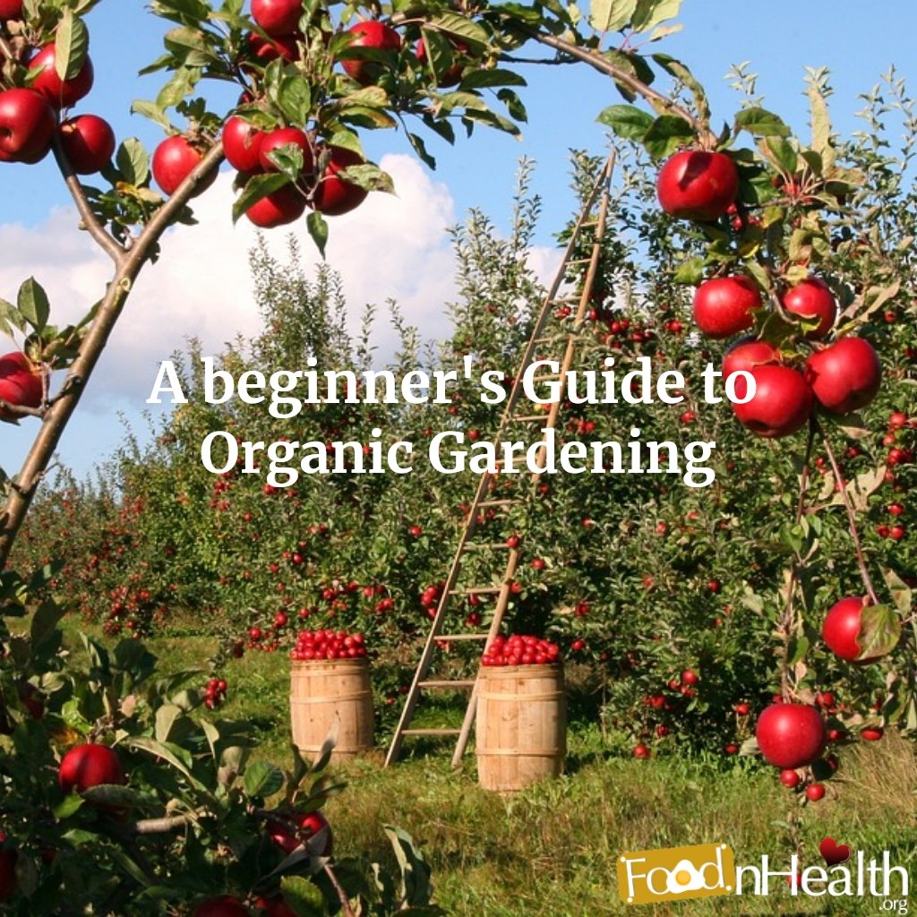 Gardening: Growing Organic Food in Your Backyard