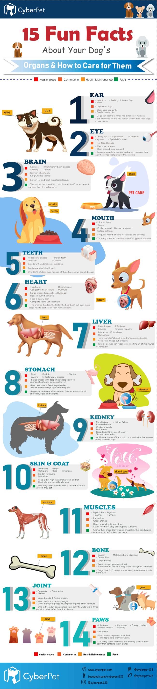 Help Your Dog’s Organs as They Age