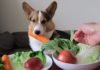 Simple Recipes For Raw Dog Food