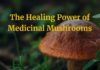The Healing Power of Mushrooms