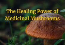 The Healing Power of Mushrooms