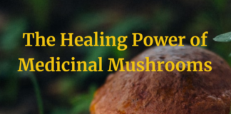 The Healing Power of Mushrooms