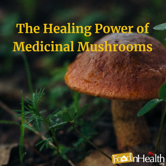 The Healing Power of Mushrooms
