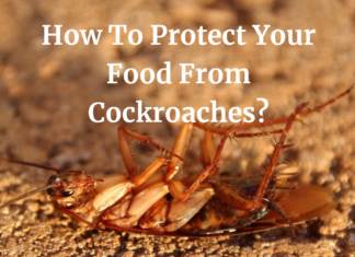 How To Protect Your Food From Cockroaches?