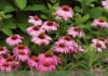 Echinacea