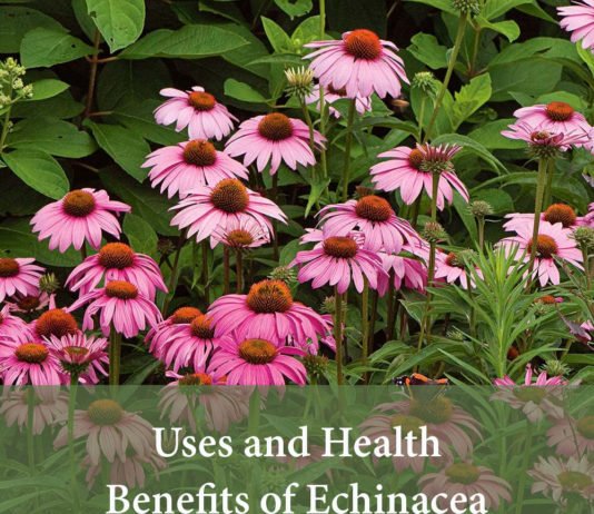 What are the Uses and Health Benefits of Echinacea Purpurea? Echinacea