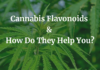 Cannabis Flavonoids & How Do They Help