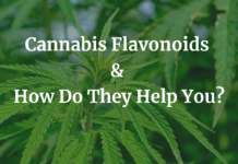 What Are Cannabis Flavonoids & How Do They Help You? Cannabis Flavonoids & How Do They Help