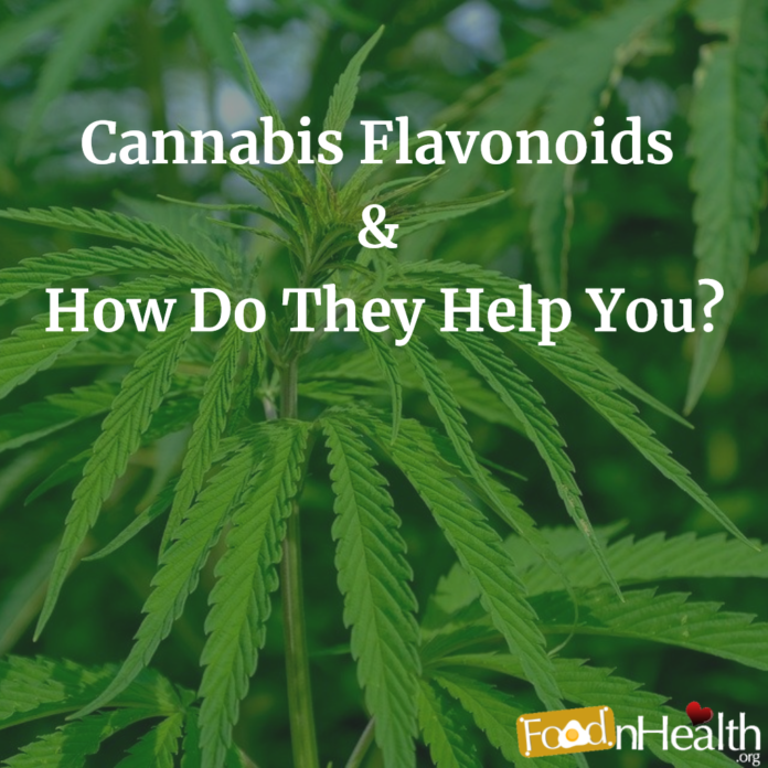 Cannabis Flavonoids & How Do They Help