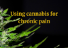 How Cannabis Can Help Fight Chronic Pain Using cannabis for chronic pain