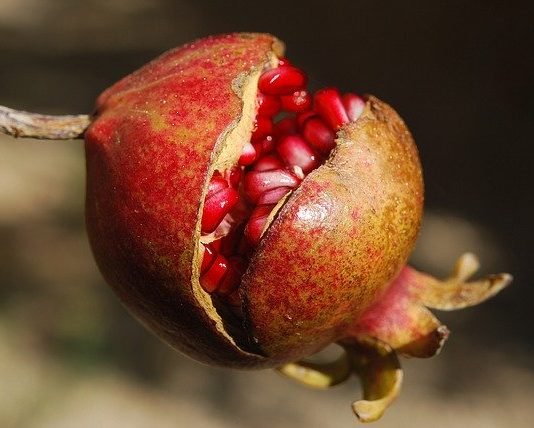 How To Eat For A Long, Healthy Life