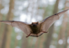 Zoonotic Diseases from Wild Animals Zoonotic Diseases from Wild Animals