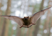 Zoonotic Diseases from Wild Animals Zoonotic Diseases from Wild Animals