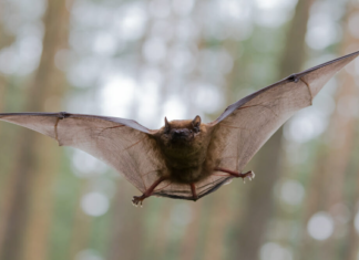 Zoonotic Diseases from Wild Animals Zoonotic Diseases from Wild Animals