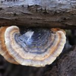 Benefits of Turkey Tail Extract Immune-Boosting Benefits of Turkey Tail Mushroom