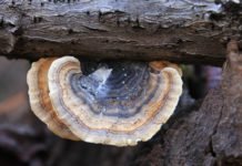 Immune-Boosting Benefits of Turkey Tail Mushroom