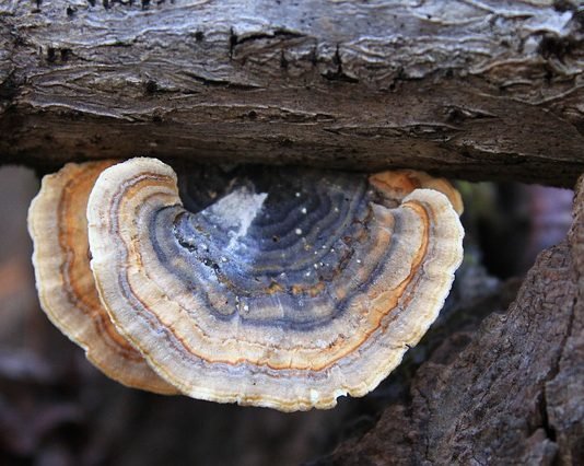Immune-Boosting Benefits of Turkey Tail Mushroom